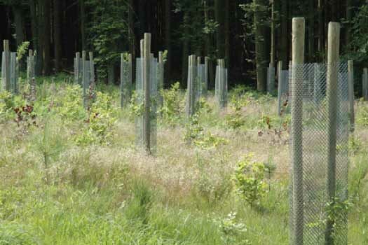 Protection des arbres PlantaGard anti-abroutissement
